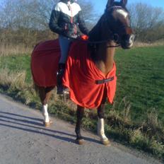 Arabisk fuldblod (OX) Khiara aw