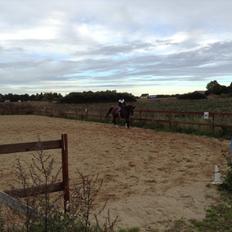 Arabisk fuldblod (OX) Khiara aw