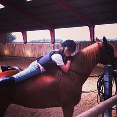 Welsh Cob (sec D) Star