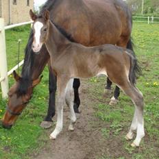 Dansk Varmblod Mocethes Pride