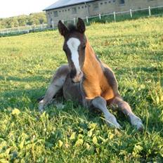 Dansk Varmblod Mocethes Pride