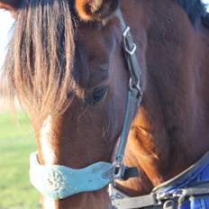 Traver Ja Post-Pub (Popper)