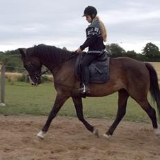 Dansk Varmblod Mocethes Pride