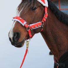 Traver Ja Post-Pub (Popper)