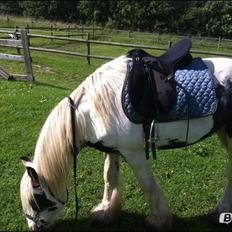 Irish Cob Nino (en køn hest)