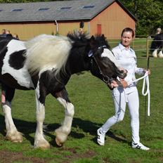 Irish Cob Spirit Of Romany Vanner