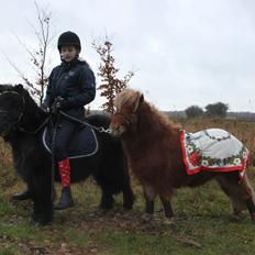 Shetlænder AAstrupgaards Tais