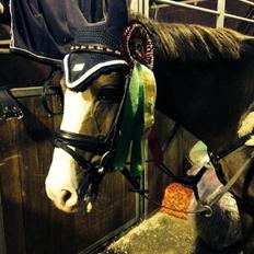 Hollandsk Sportspony Cairo