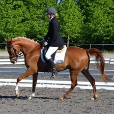 Arabisk fuldblod (OX) Maharaja V. Asil OX