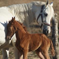 Arabisk fuldblod (OX) Esther Vildal.
