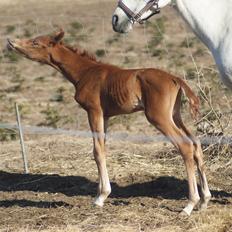 Arabisk fuldblod (OX) Esther Vildal.