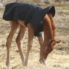 Arabisk fuldblod (OX) Esther Vildal.