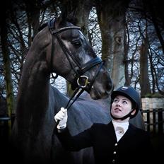 Dansk Varmblod Kirkelodgaard's Chivas