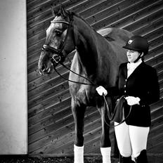 Dansk Varmblod Kirkelodgaard's Chivas