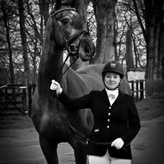 Dansk Varmblod Kirkelodgaard's Chivas