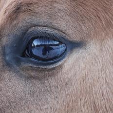 Anden særlig race Cocio