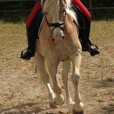 Haflinger All Star