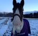 Irish Cob Sharron v/d Gadedijk