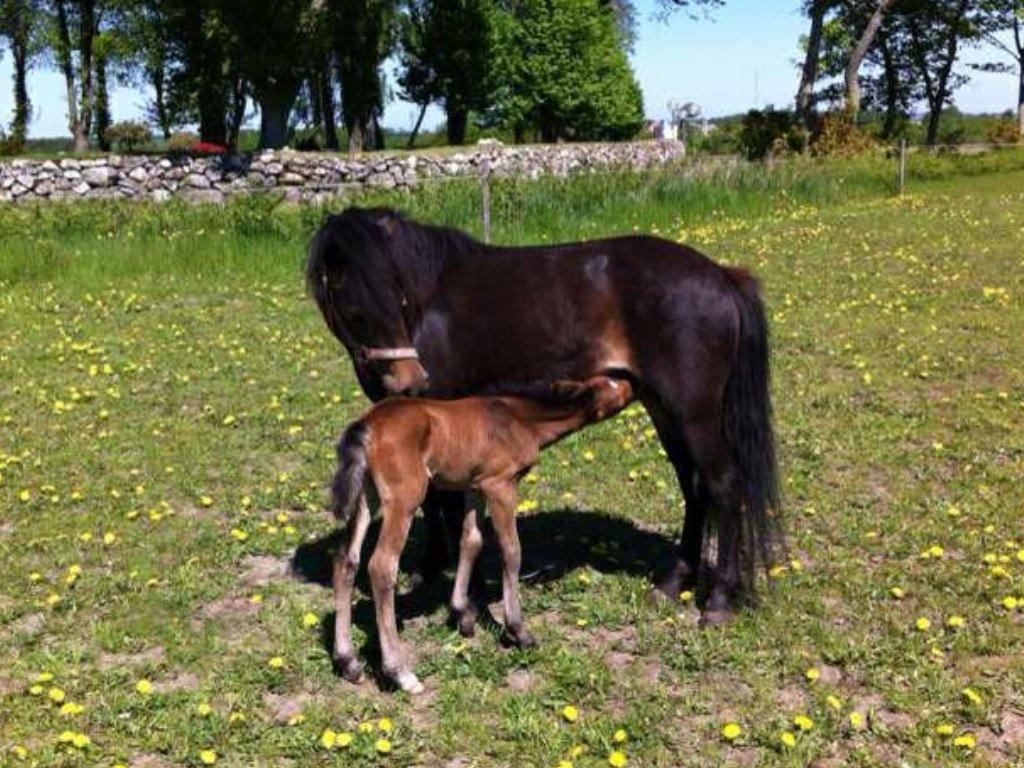 Anden særlig race Lady billede 2
