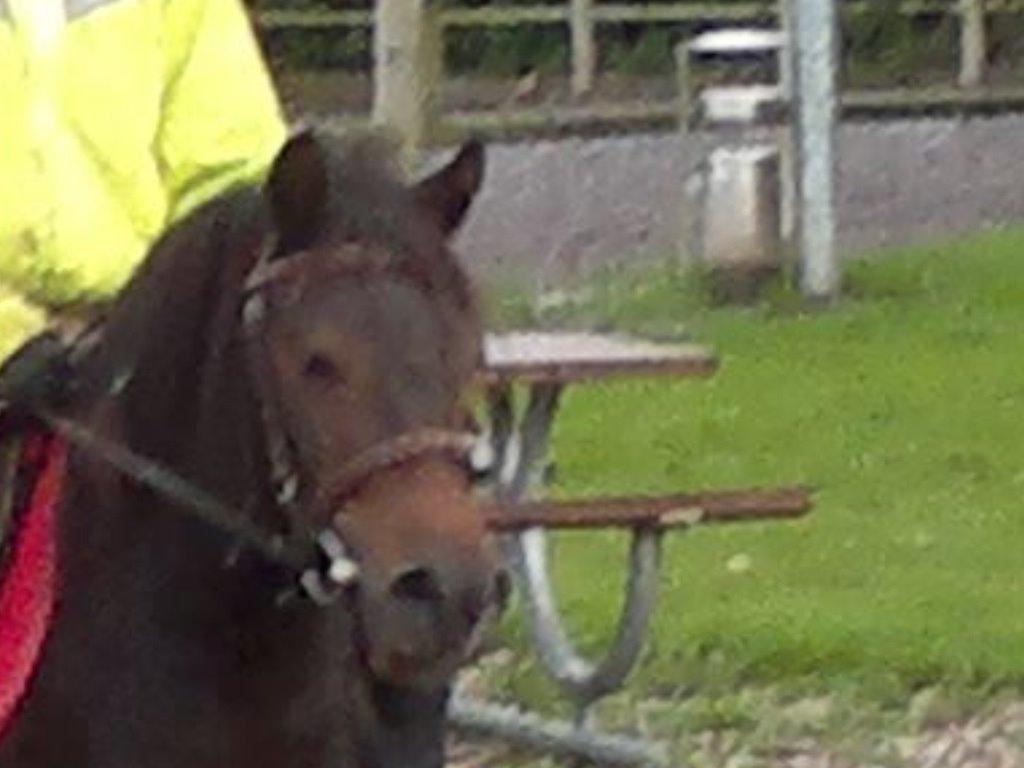 Anden særlig race Lady billede 3