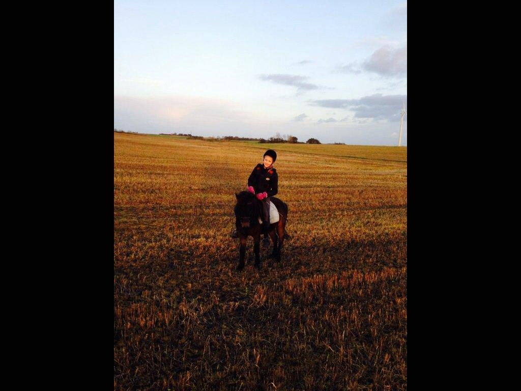 Anden særlig race Lady billede 4