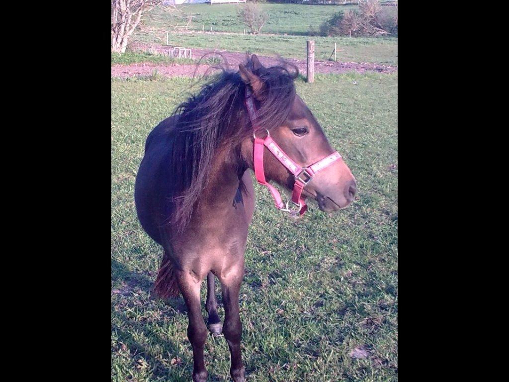 Anden særlig race Lady billede 5