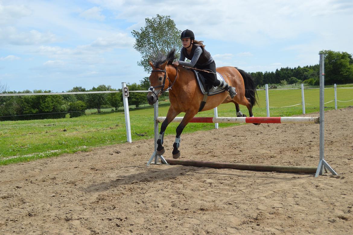Anden særlig race Armani billede 12