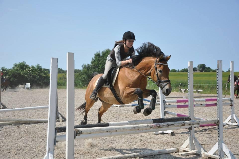 Anden særlig race Armani billede 14