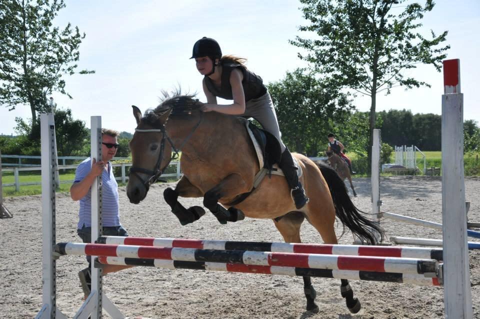 Anden særlig race Armani billede 15