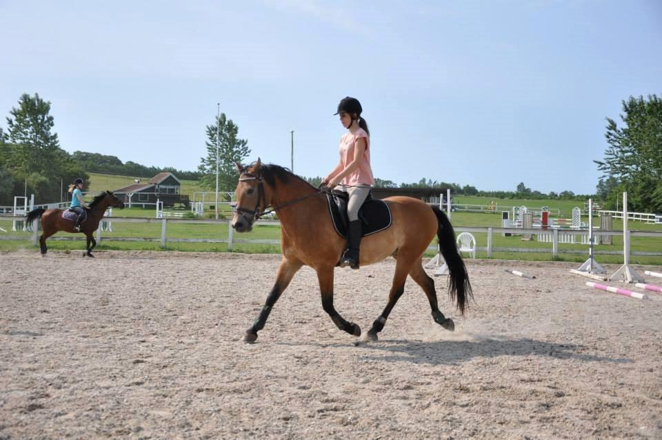 Anden særlig race Armani billede 16