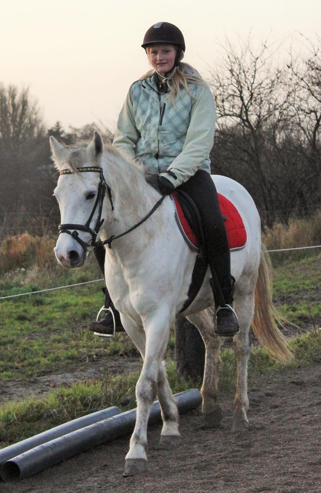 Tysk Sportspony Harry billede 11