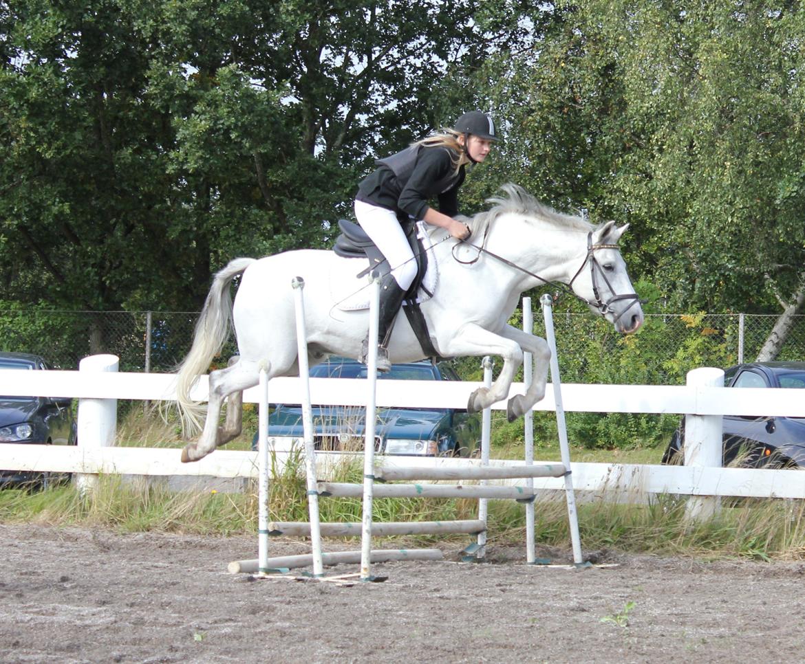 Tysk Sportspony Harry billede 7