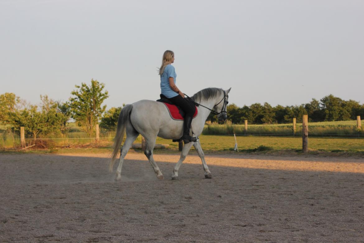 Tysk Sportspony Harry billede 8