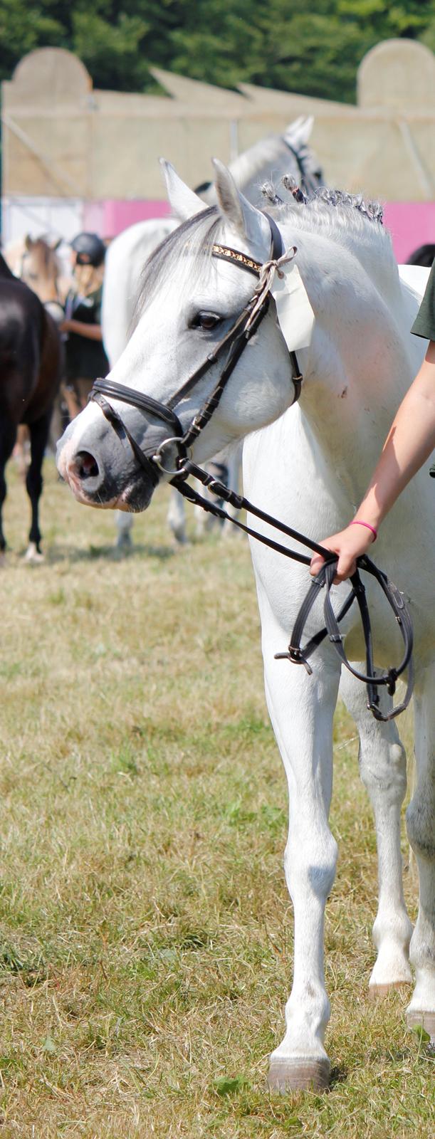 Tysk Sportspony Harry billede 1