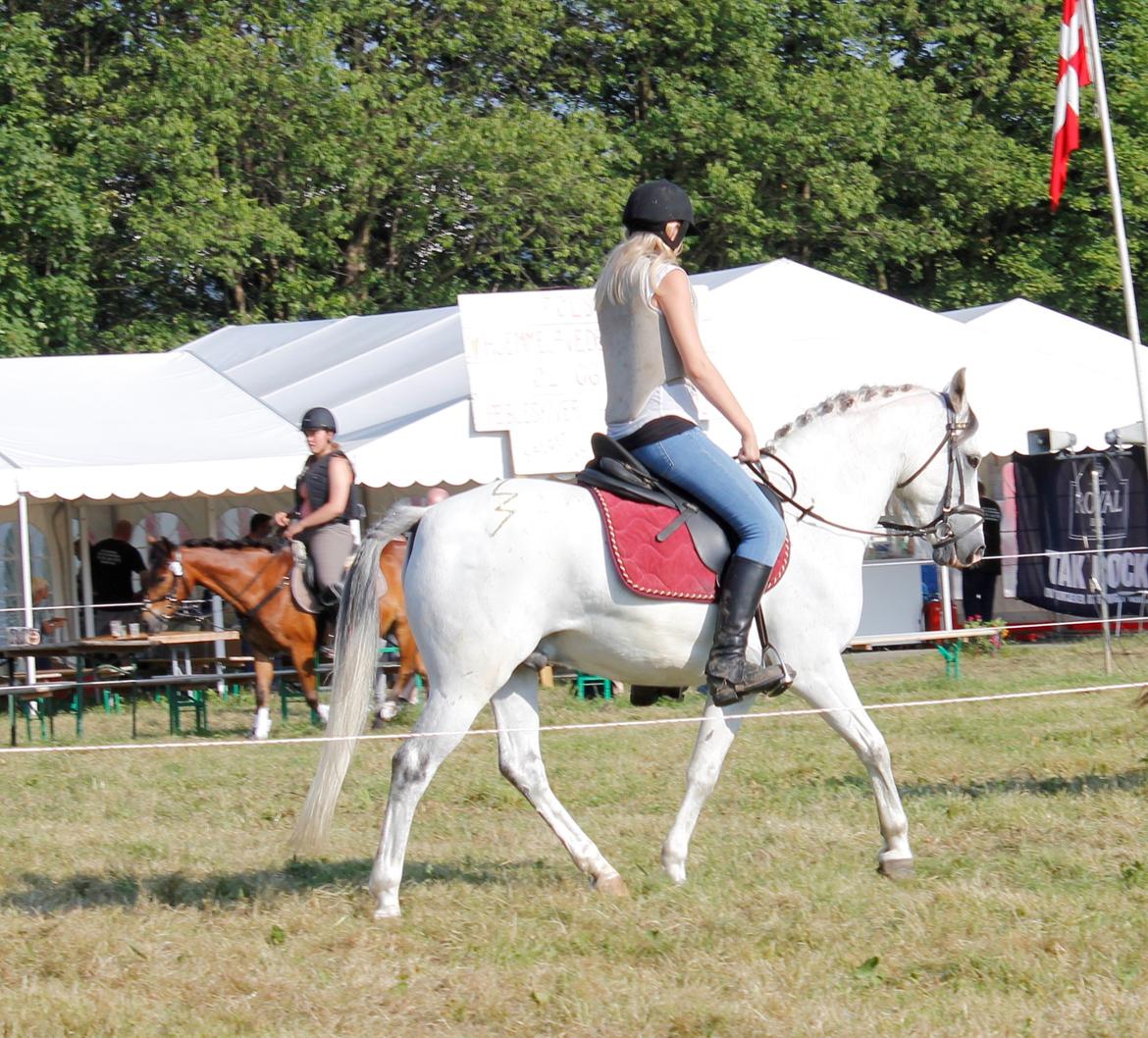 Tysk Sportspony Harry billede 5