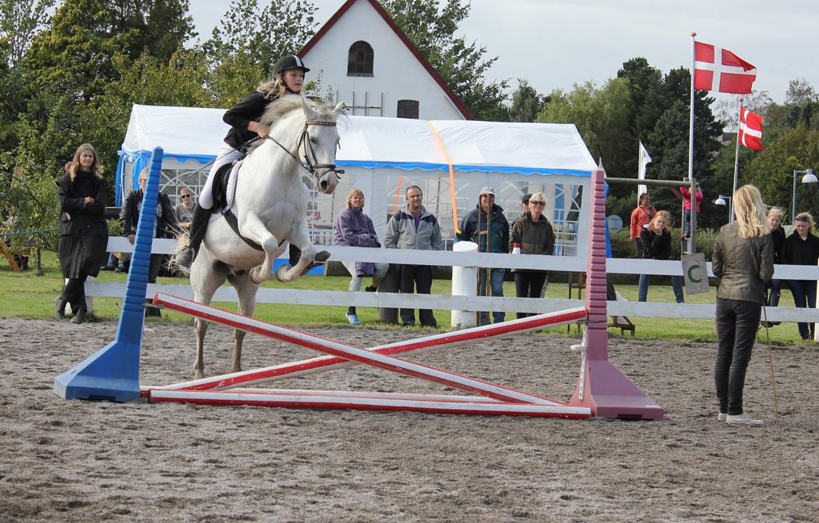 Tysk Sportspony Harry billede 9