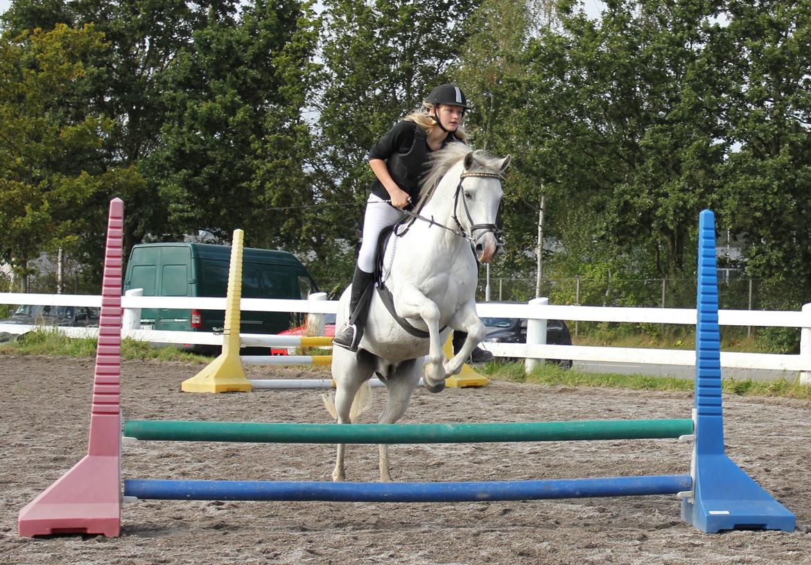 Tysk Sportspony Harry billede 4