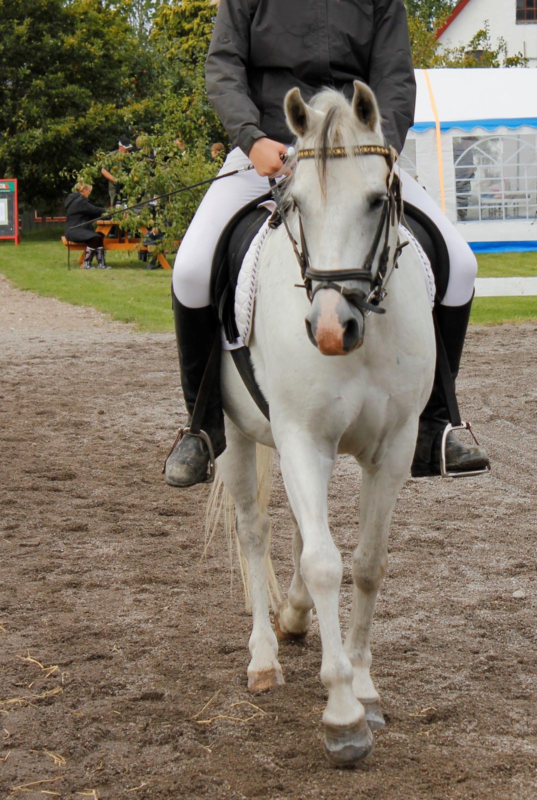 Tysk Sportspony Harry billede 6