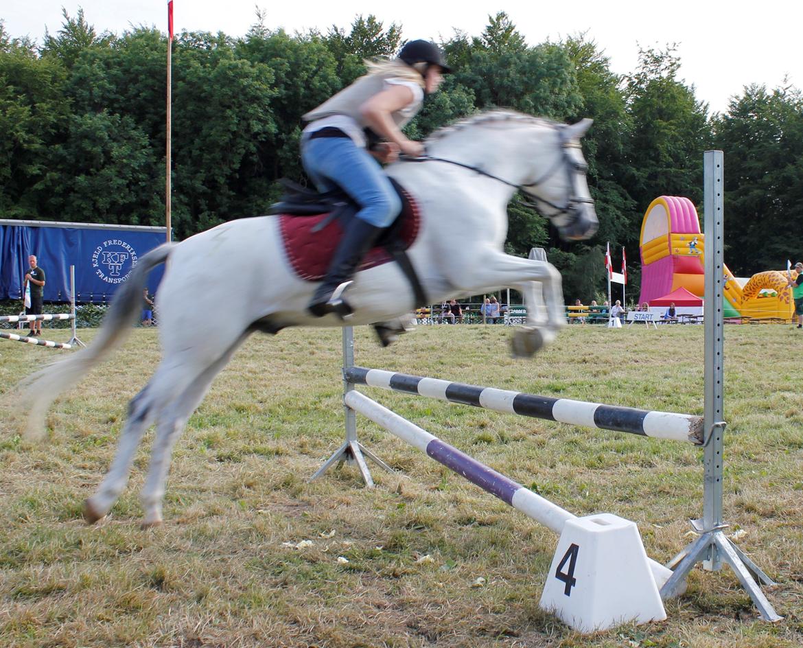 Tysk Sportspony Harry billede 2