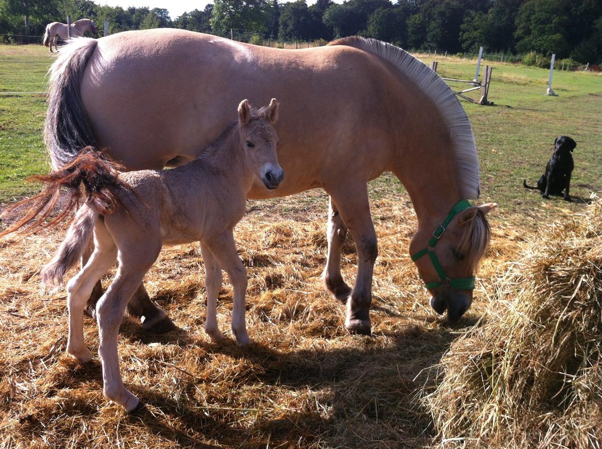 Fjordhest Hjorthøj´s Note billede 8