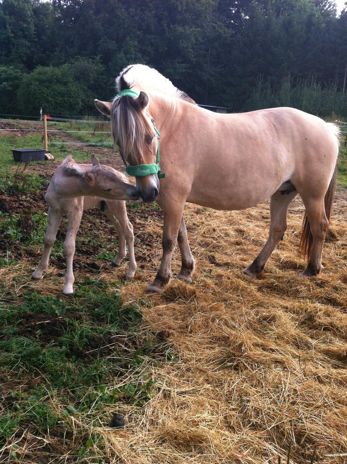 Fjordhest Hjorthøj´s Note - Note pigen med sit skønne hingstføl Baldrian som desværre kun blev 2 uger billede 7