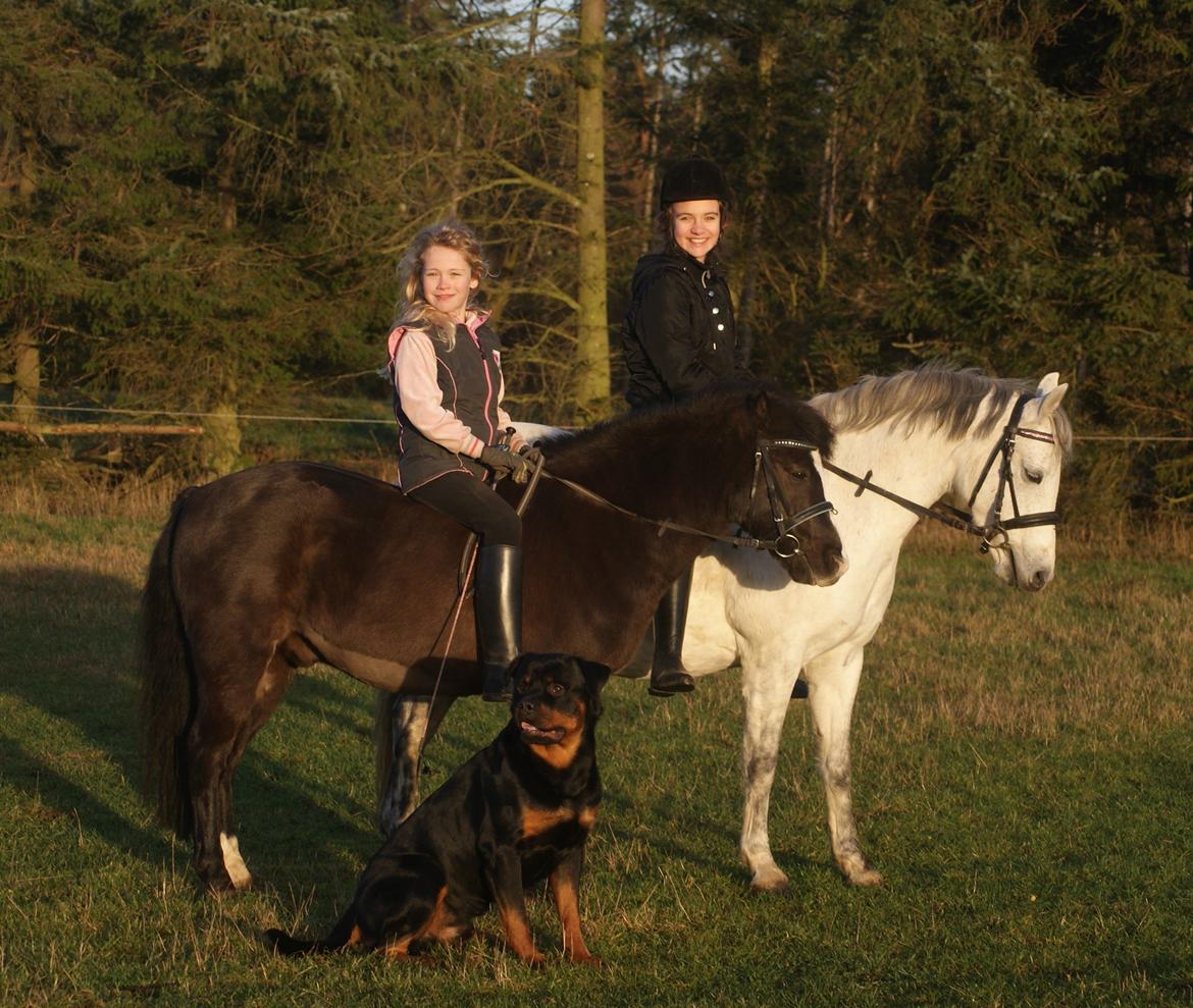 Anden særlig race Aslan billede 15