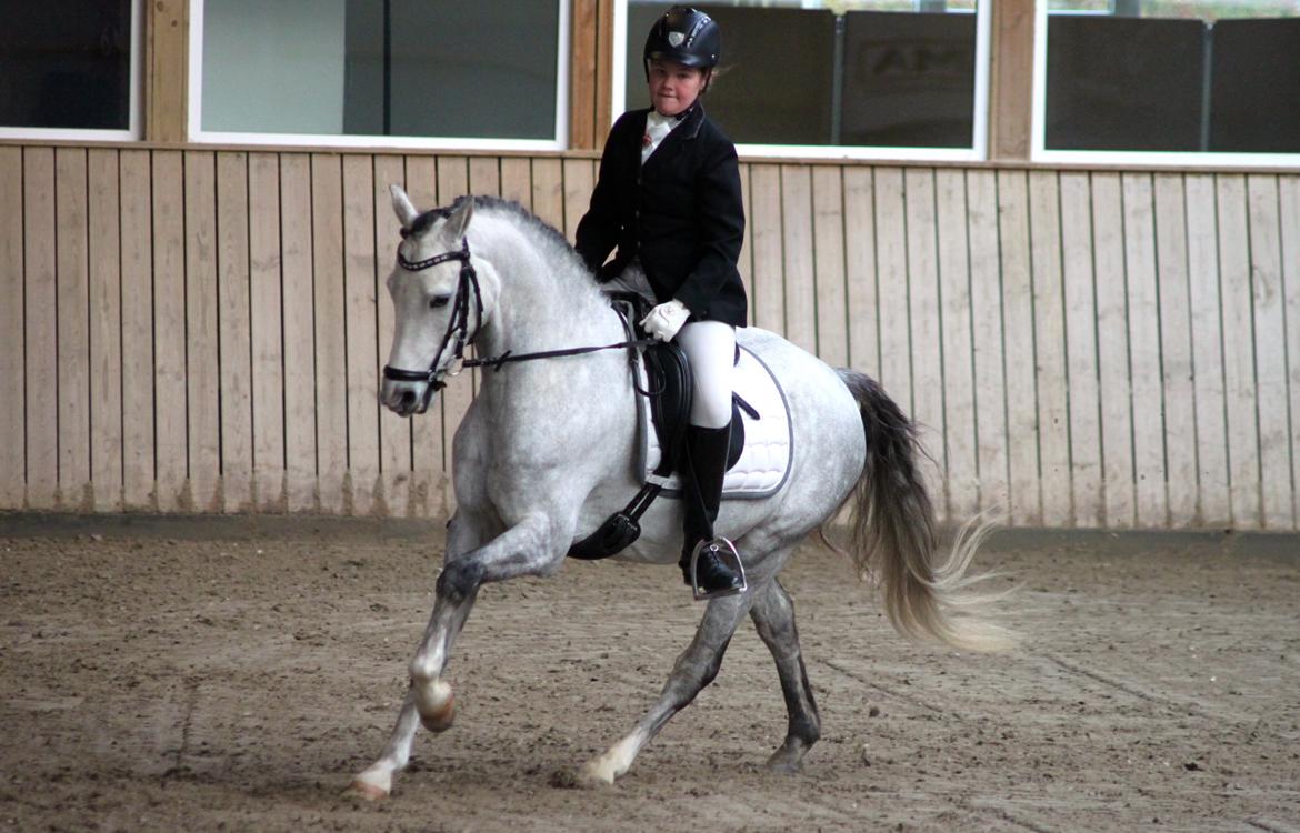 DSP BAKKEGAARDENS TRIPLE PERFECT billede 3