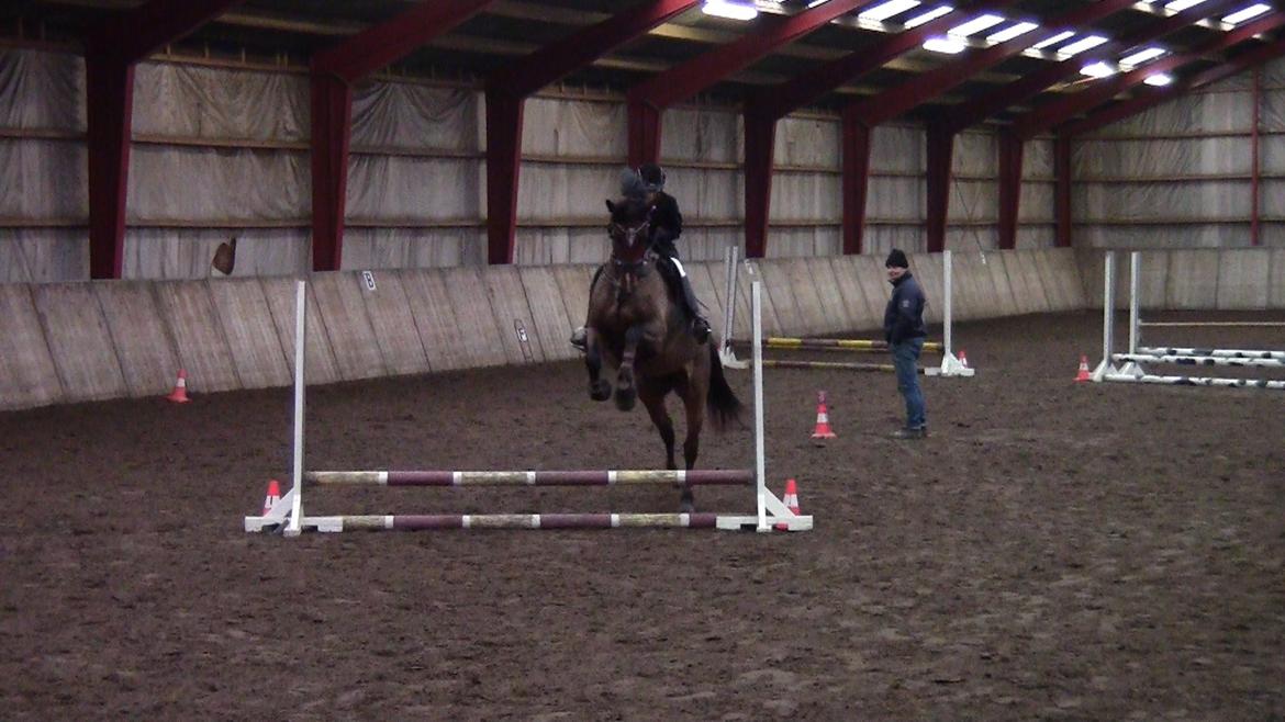 Dansk Varmblod Stengårds Laktose - Julestævne den 14.12.13 billede 3