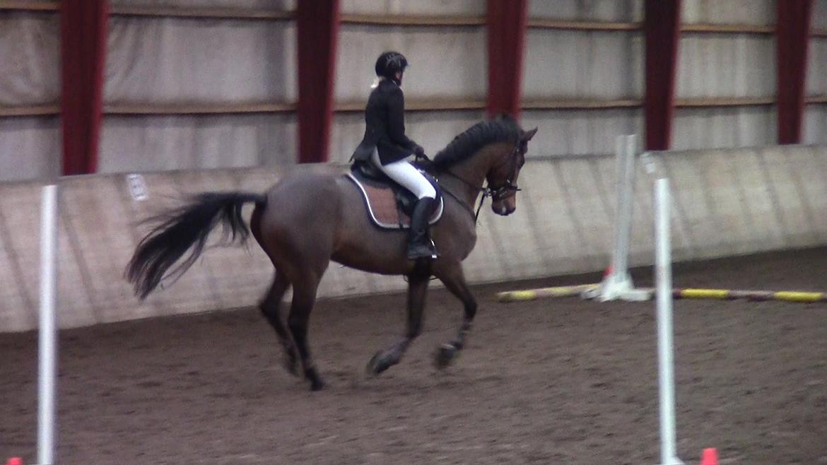 Dansk Varmblod Stengårds Laktose - Julestævne den 14.12.13 billede 4