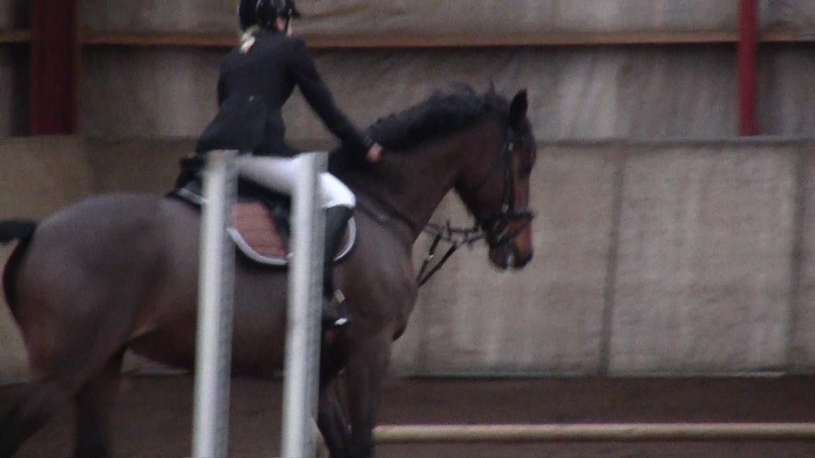 Dansk Varmblod Stengårds Laktose - Julestævne den 14.12.13 billede 5