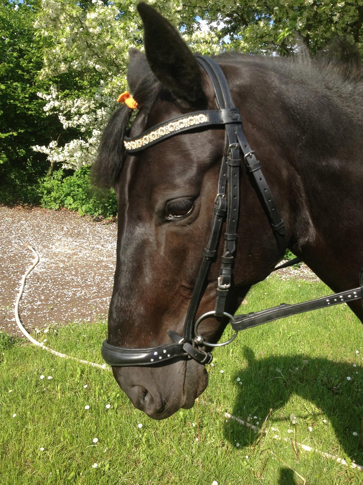 Anden særlig race Pony billede 4