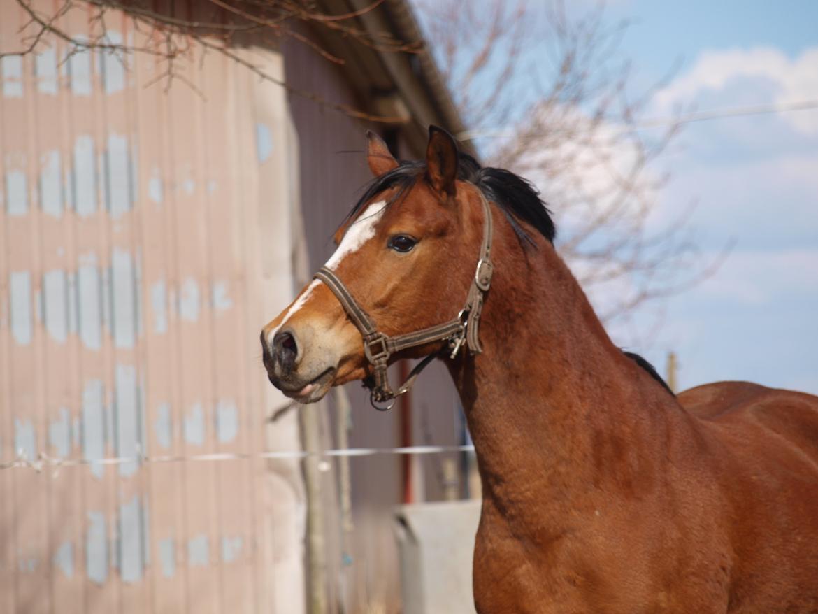 Welsh Pony (sec B) Kalle billede 1