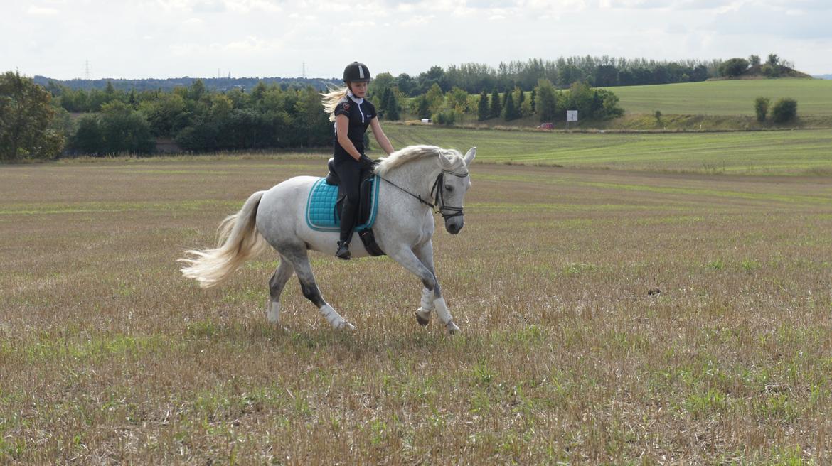 Anden særlig race Misti <3 - Samlet galop på marken, september 2013. billede 3