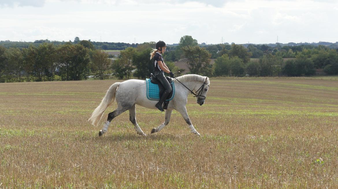 Anden særlig race Misti <3 - Dressur på marken, september 2013 billede 15